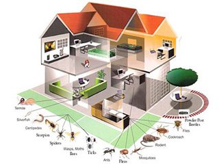 above all pest solutions