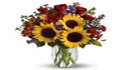 amber rose flora gifts