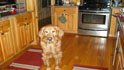 compassionate care veterinary clinic