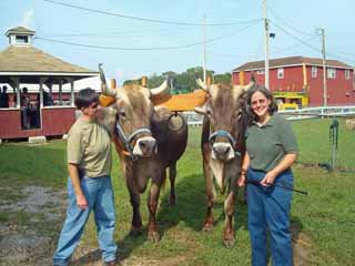 country critters veterinary services