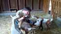 country critters veterinary services