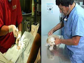 fall river animal hospital