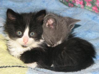 holistic animal healthcare