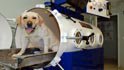 holistic animal healthcare