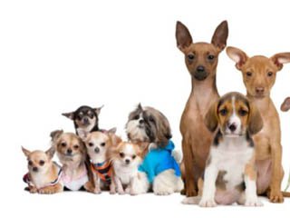 homeward bound pet care