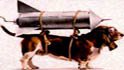 homeward bound pet care