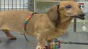 oaklawn animal hospital