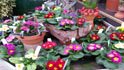 peckams greenhouse