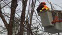pontiac tree service