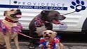 providence animal rescue league