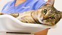providence river animal hospital
