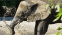 roger williams park zoo