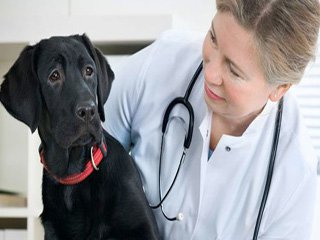 tlc veterinary hospital