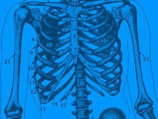 torman chiropractic