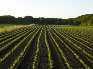 young family farm